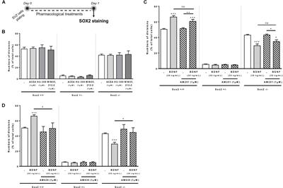 Brain-Derived Neurotrophic Factor (BDNF) Role in Cannabinoid-Mediated Neurogenesis